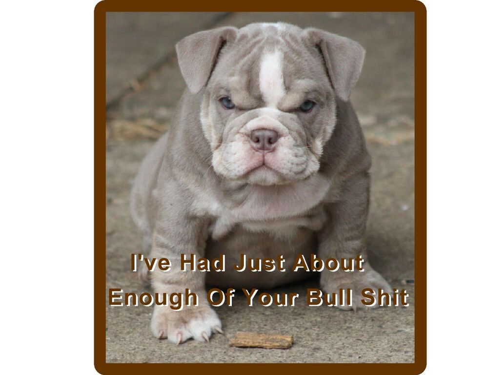Details About Funny English Bull Dog Puppy Refrigerator Tool Box