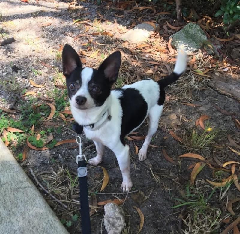 Adopt Taco On Chihuahua Pets Terrier