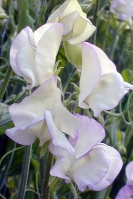 April In Paris Sweetpea Sweet Pea Flower Garden Flower Arrangements April In Paris Sweetpea Sweet Pea Flower Garden Flower Arrangements