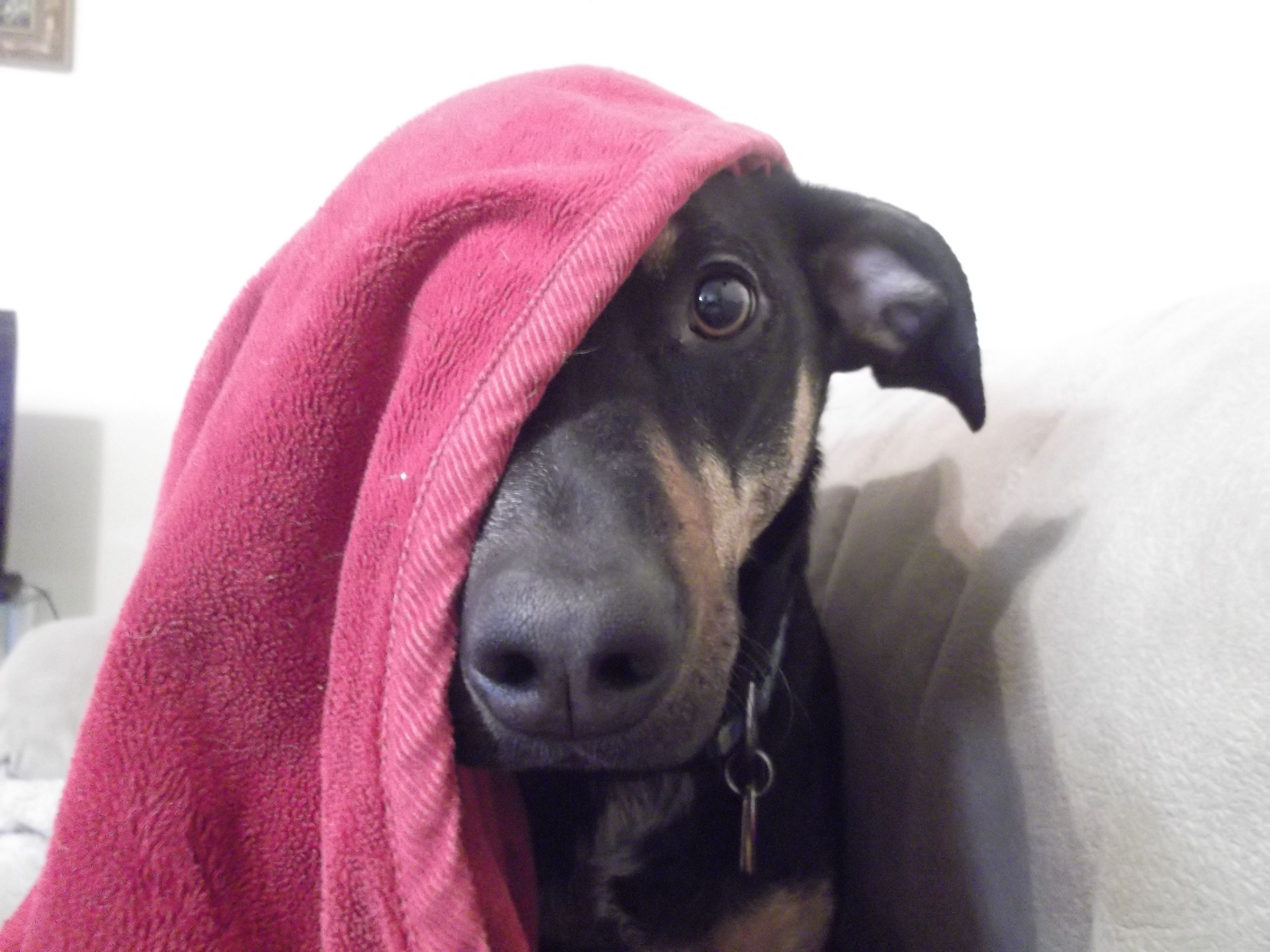 A Black And Brown Dog Wrapped In A Pink Blanket A Black And Brown Dog Wrapped In A Pink Blanket