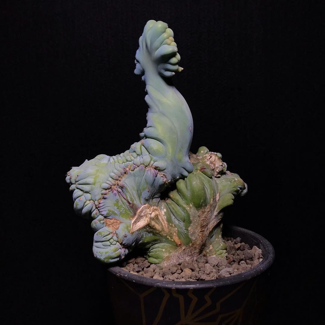 19 1 29 お疲れ様です 全く成長が読めないぶに サボテン Cactus Cactuslover Succulent Succulents Monstrose 竜神木 竜神木綴化 綴化 モンスト ミルチロカクタス Myrtillocactus 19 1 29 お疲れ様です 全く成長が読めないぶに サボテン Cactus Cactuslover Succulent Succulents Monstrose 竜神木 竜神木綴化 綴化 モンスト ミルチロカクタス Myrtillocactus