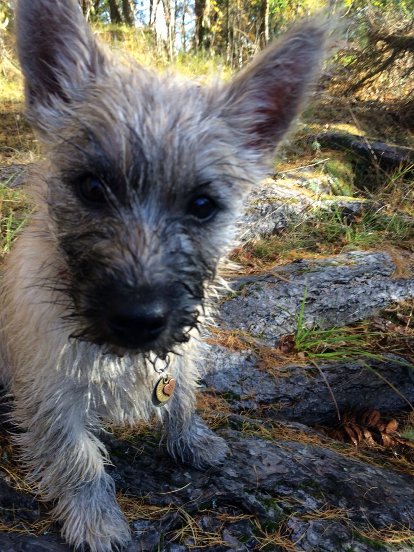 Bailey Cairn Terrier Terrier Best Dogs