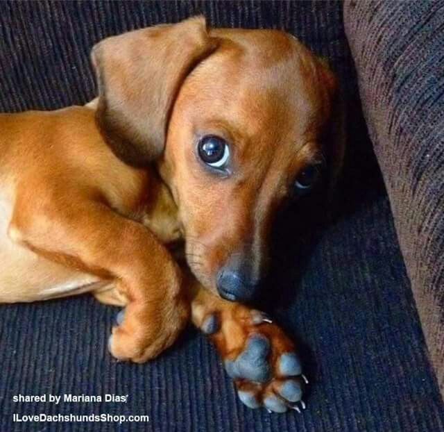 Those Eyes Cute Little Dogs Dachshund Love Weenie Dogs