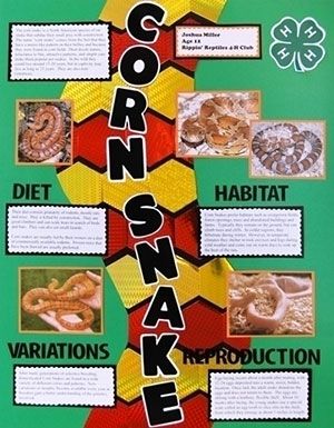 Make A Science Fair Project Poster Ideas Photosynthesis Science Project For Kids Science Fair Projects Projects For Kids Science Projects For Kids