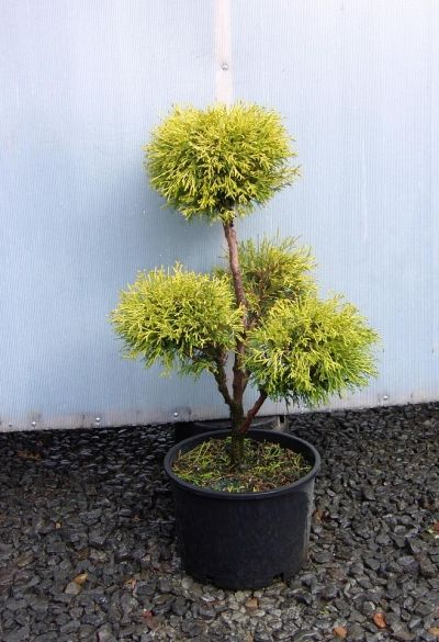 golden mop pom pom love conifers garden landscape design for small courtyards