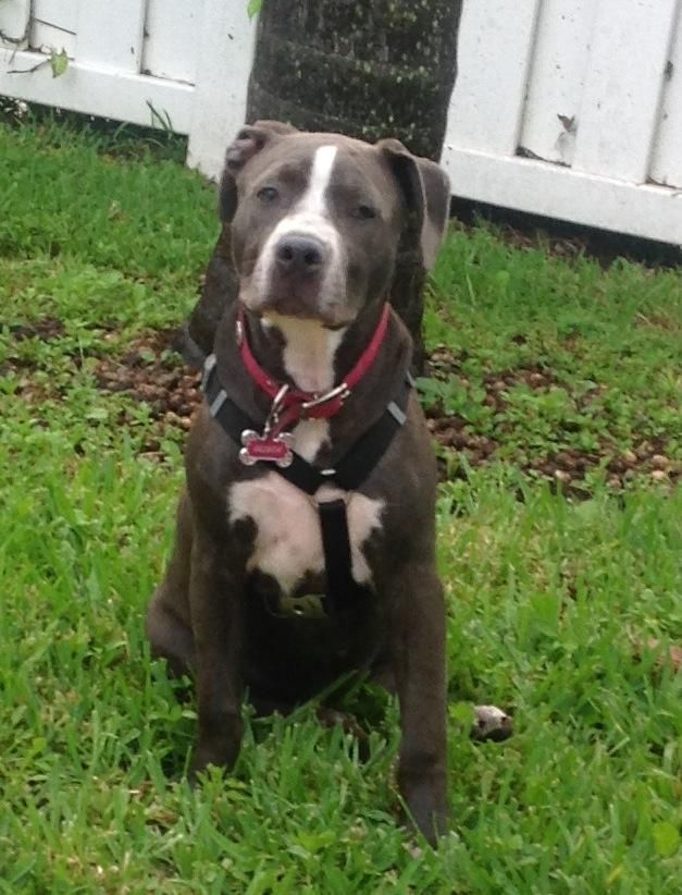 Mommy Look What A Good Girl I Am Animals Cool Girl Pitbulls