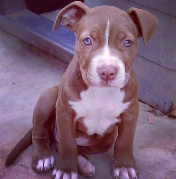 Adorable Markings And Cute Little Ears Red Nose Pitbull Red
