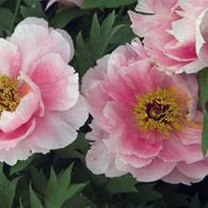 Buy Paeonia Hanakisoi Perennial Plants Online Garden Crossings