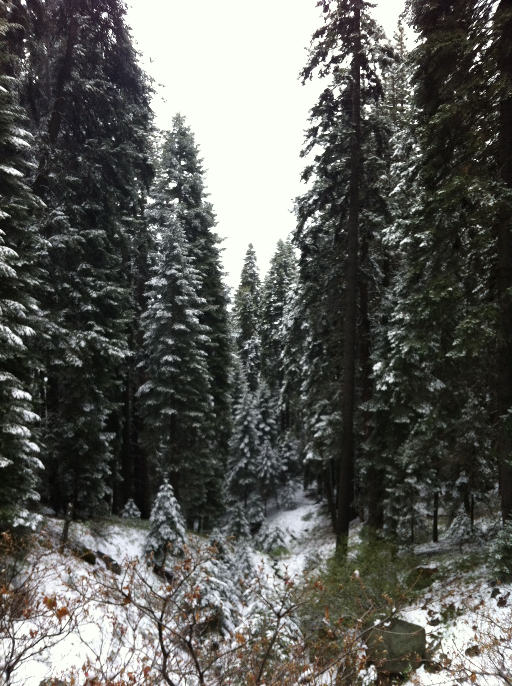 Hiking toward Bear Paw Meadow Hiking toward Bear Paw Meadow on Sequoia Outdoor Living id=65599
