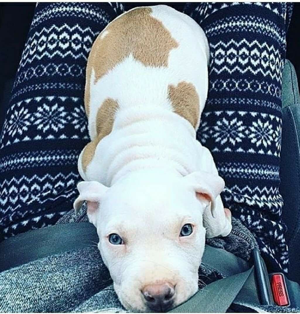 Looks Just Like My Sweet Ku Pitbull Pitbulls Cute Animals