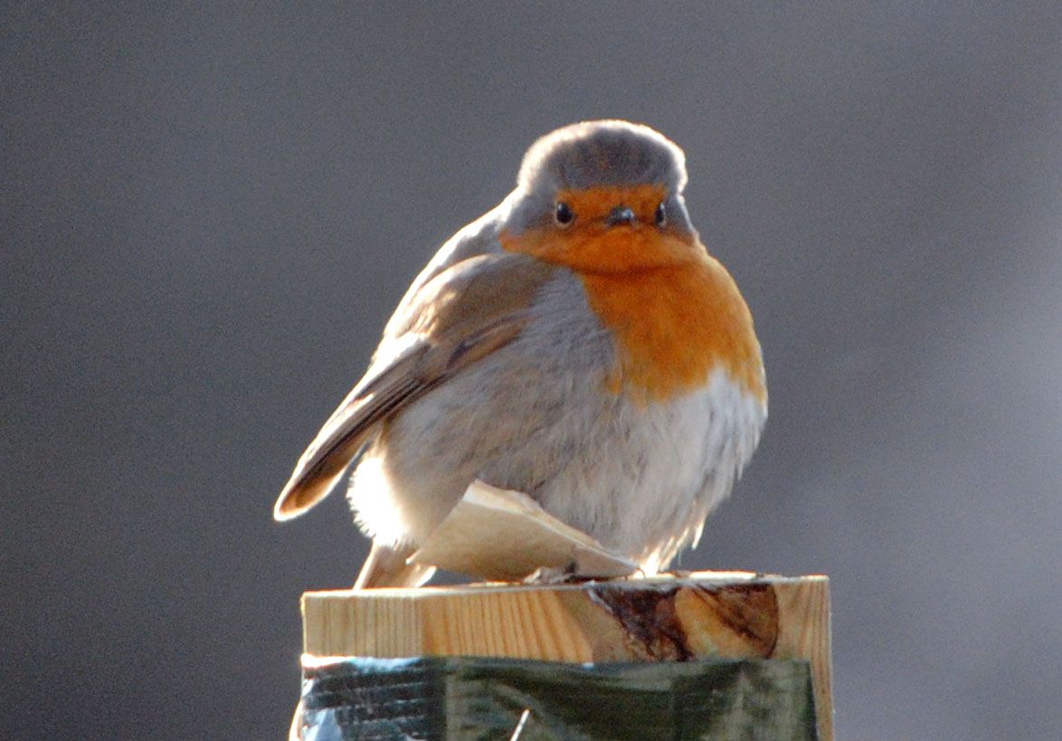 bird breast not Bird breast not