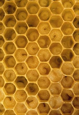 Mathematical Patterns In Nature Geometry In Nature Geometric