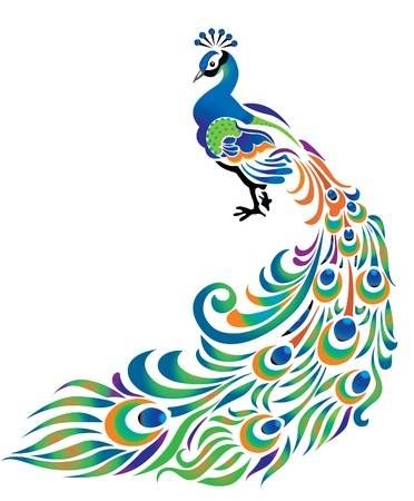 Peacock mit Schwanz auf dem weißen Hintergrund aufgelöst.