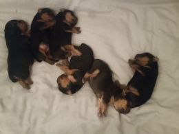 Lakeland Terrier Puppies Lakeland Terrier Puppies Terrier