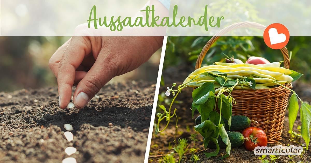 Wann Welches Gemuse Vorziehen Aussaatkalender: ganzjährig frisches Gemüse, Kräuter und Blumen aus dem