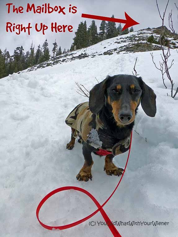 Dog Friendly Trail Mailbox Peak Oops We Did It Again Dog