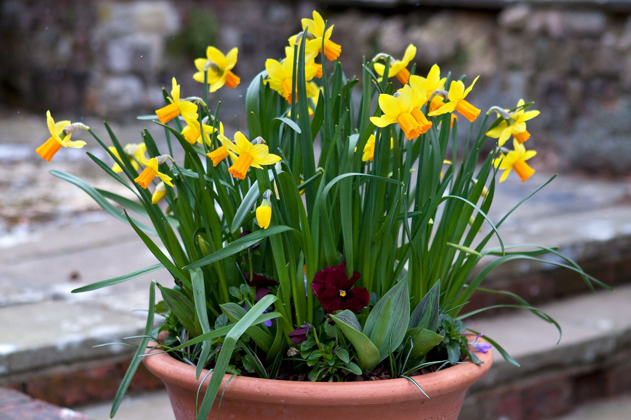 Daffodil spring pot display Bulb flowers, Planting bulbs