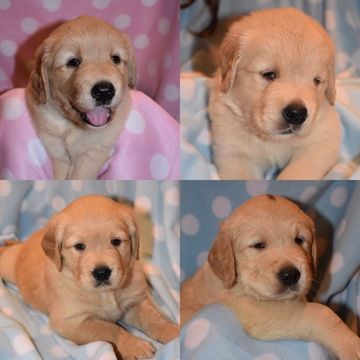 Litter Of 4 Golden Retriever Puppies For Sale In Brenham Tx Adn