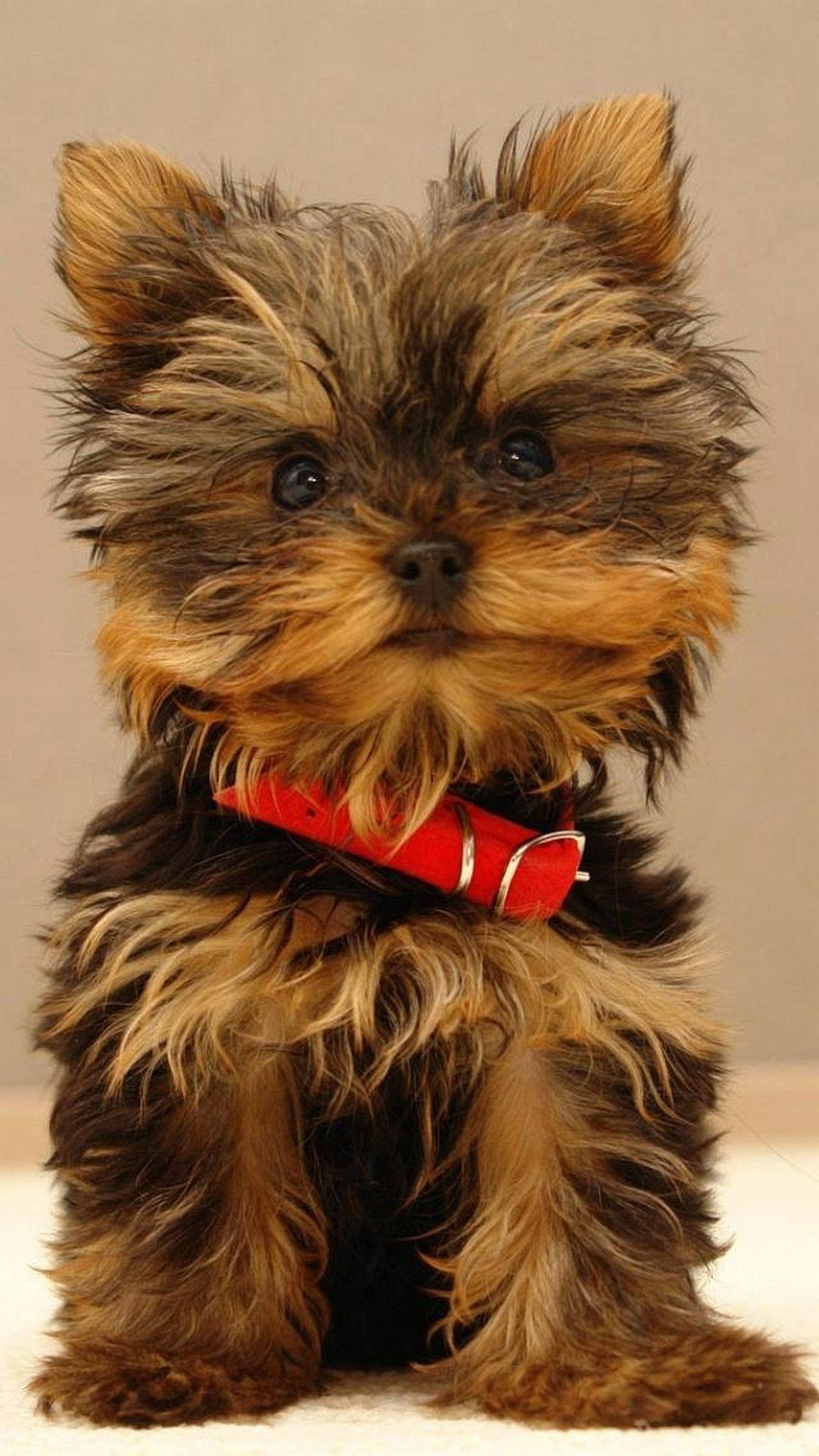 Download Wallpapers Yorkshire Terrier Puppy Cute Dog Yorkie Cute Animals Pets Black Yorkie Dogs York Yorkshire Terrier Dog Cute Dogs Rottweiler Puppies