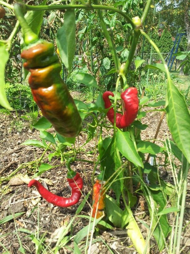 Jimmy Nardello peppers Vegetables, Stuffed peppers Jimmy Nardello peppers Vegetables, Stuffed peppers