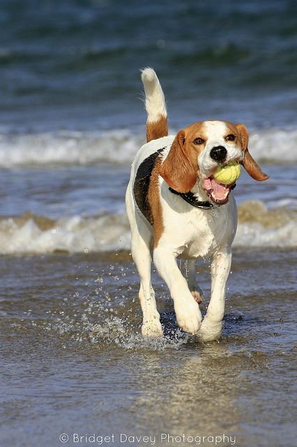 Fine Beagles Were Imported From England To The United States And