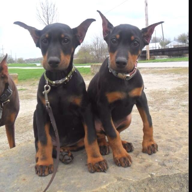 The Cutest Doberman Puppies Everrrr Fur Babies Dogs