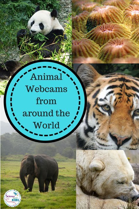 Your students will be able to study animals in their habitats from Africa to the Arctic. They will be engaged as they observe coral reefs with sharks, baby polar bears and animals around the world! This is perfect for the study of adaptations and habitats. #science #animals #habitats #lessonplans Animal Activities For Kids, Teaching Activities, Teaching Science, Science For Kids, Interactive Science, Physical Science, Science Education, Teaching Habitats, Kids Animals