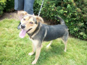 Rocky Urgent Guest Is An Adoptable German Shepherd Dog Dog In