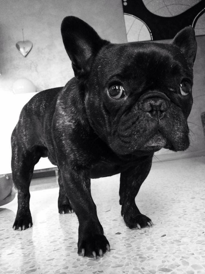 Pin su Bulldog francese jpg (720x960)