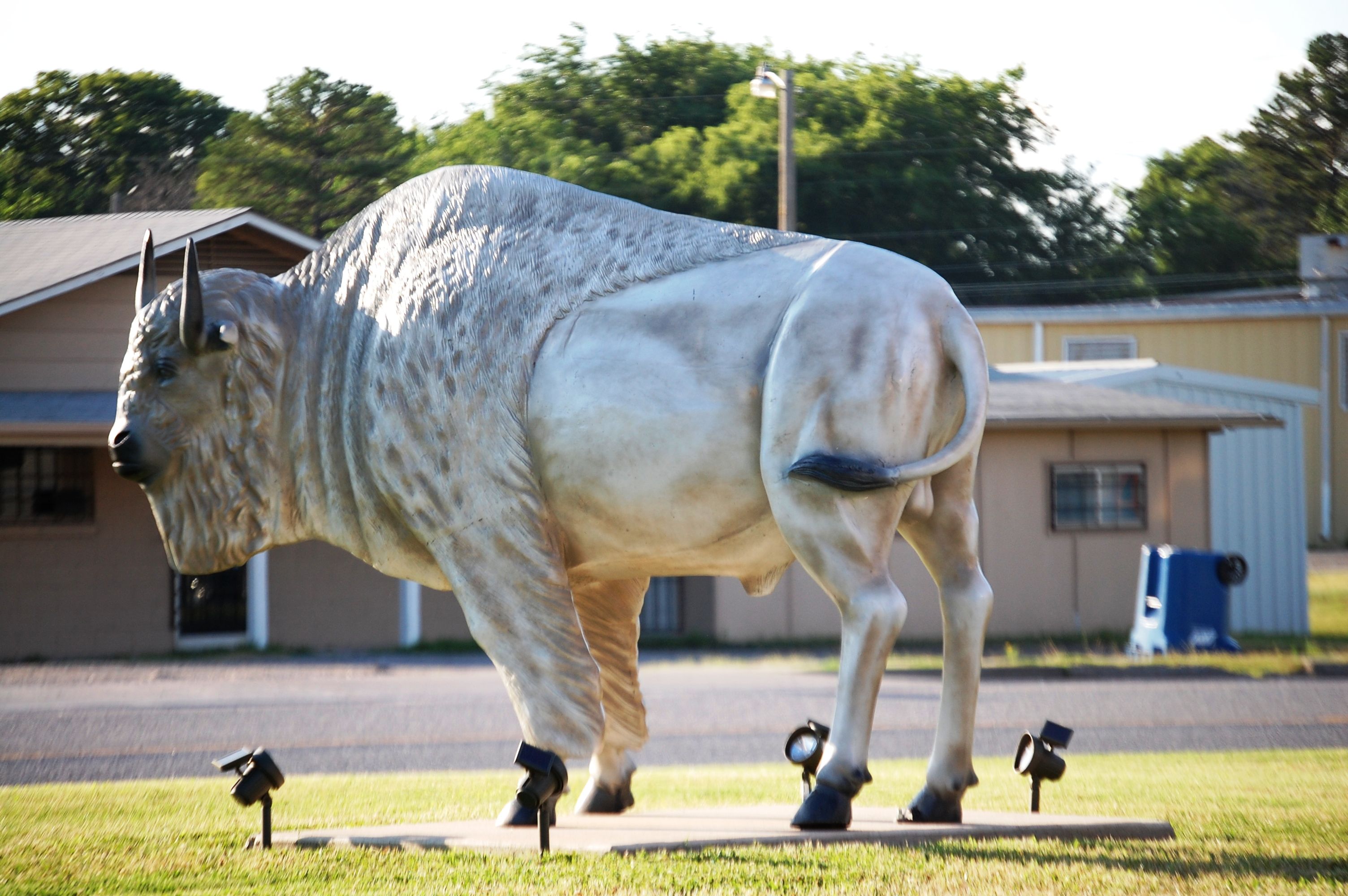 Big white buffalo in Atoka, Oklahoma Trip, Atoka, We belong Big white buffalo in Atoka, Oklahoma Trip, Atoka, We belong