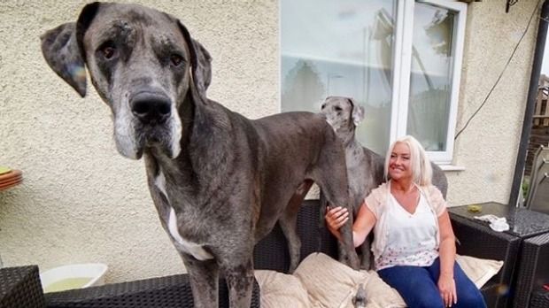 World S Biggest Dog Freddy The Great Dane Is Taller Than