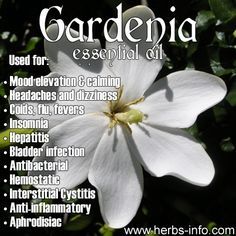 Gardenia Essential Oil Uses Gardenia Essential Oil Gardenia