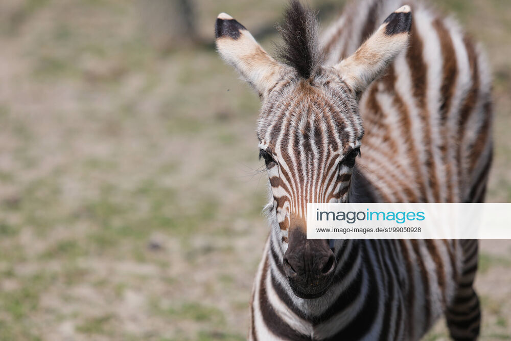 Beeindruckende Tierbilder Imago Images In 2020 Tierbilder Bilder Sport Bild