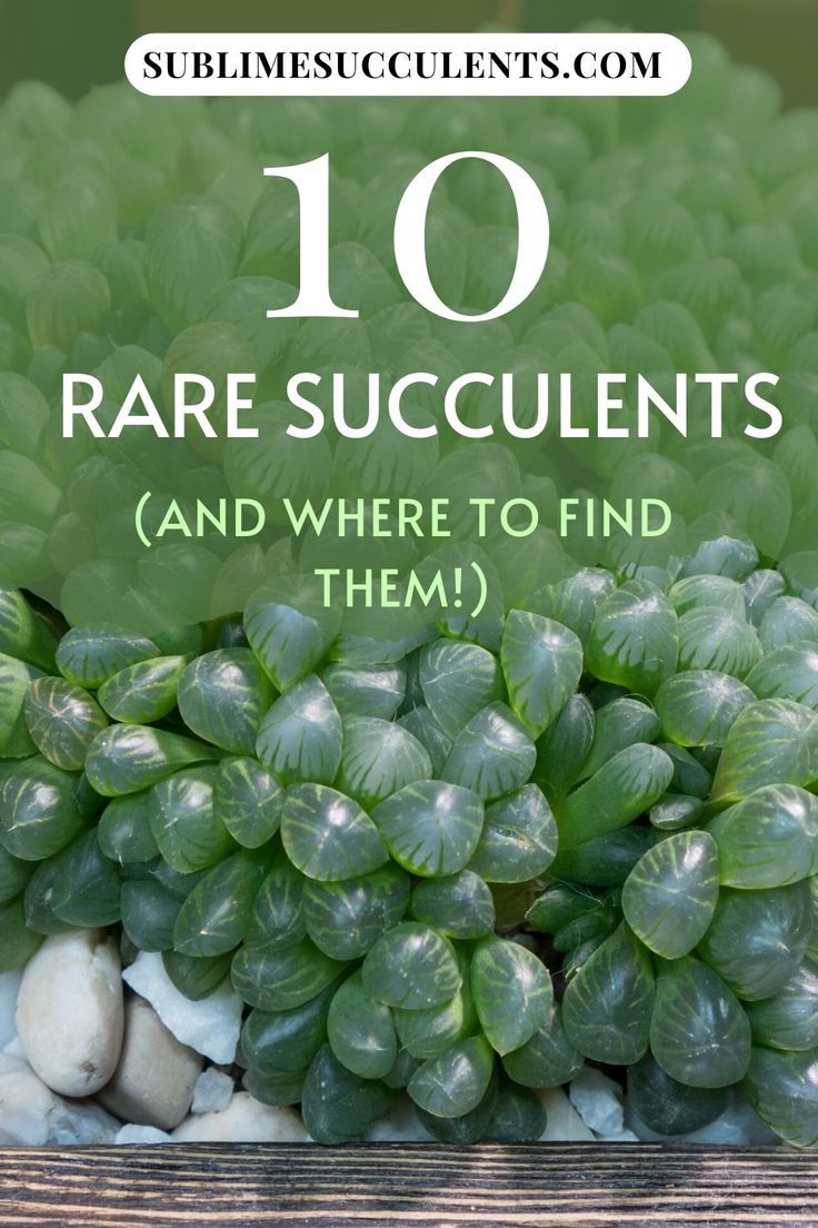 10 Rare Succulents (and Where to Buy Them!)