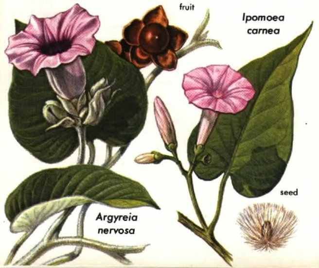 Hibiscus tea weight loss reviews photo 1
