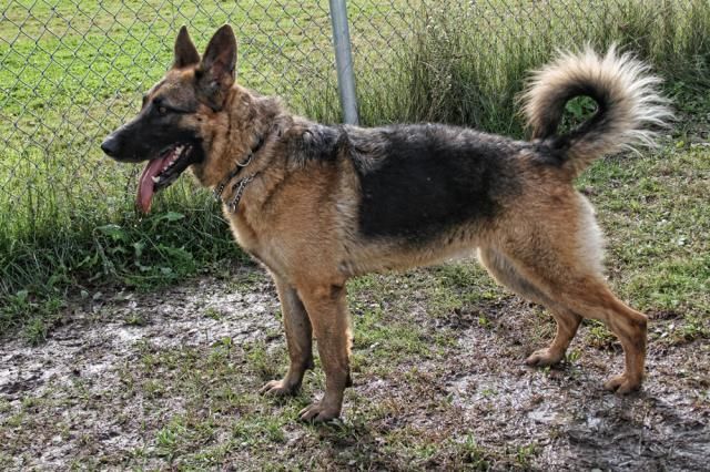 Black And Tan German Shepherd Halle Type Dog Breed German