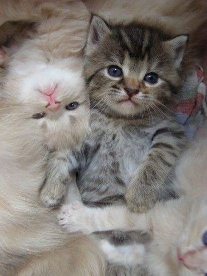 Katzen Und Schwanger Katzen Und Schwanger