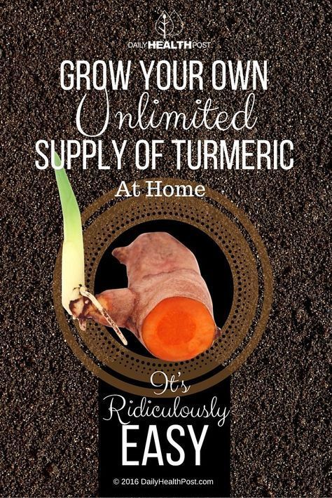 How to Grow Your Own Unlimited Supply of Turmeric At Home. It’s