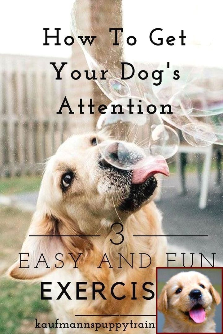 Dog Behavior Training York Pa And Clicker Training Dog Not To