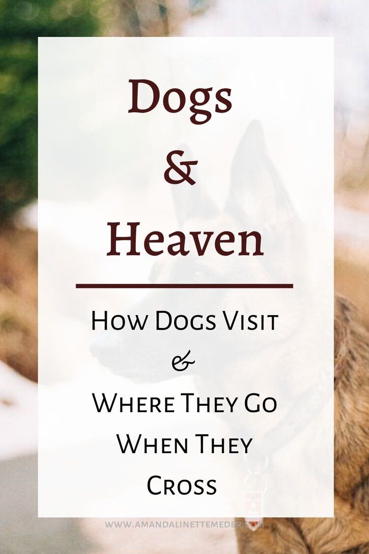 Pet visitations from the afterlife are read. How does your dog visit you from Spirit? Check out this post! Photo of German Shepard by Christoph Schmid on Unsplash with text overlay, Dogs & Heaven: How Dogs Visit and Where they Go When They Cross. Pass Away Quotes, Dog Heaven Quotes, Pet Loss Grief, Pet Loss Dog, Loss Of Dog, Rainbow Bridge Dog, Dog Passed Away, Now Quotes, Pet Remembrance