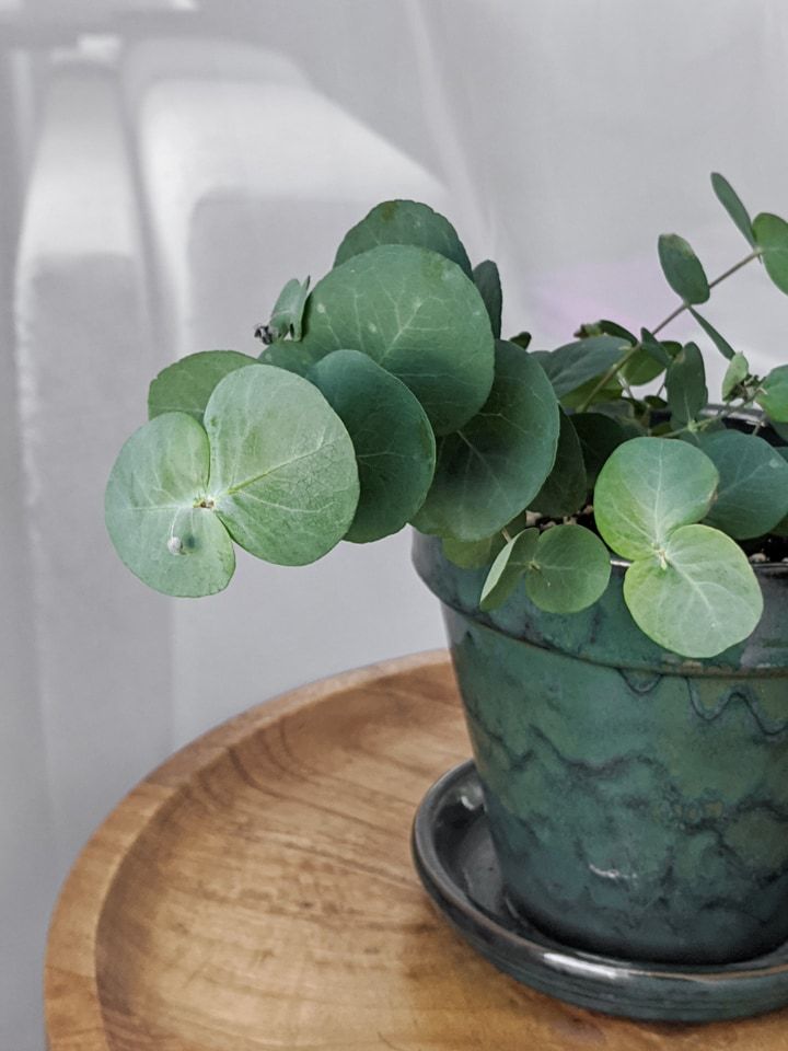 Eucalyptus Plant Care How to Care for Potted Eucalyptus Eucalyptus