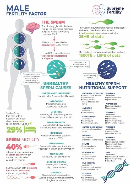 Male fertility – Artofit