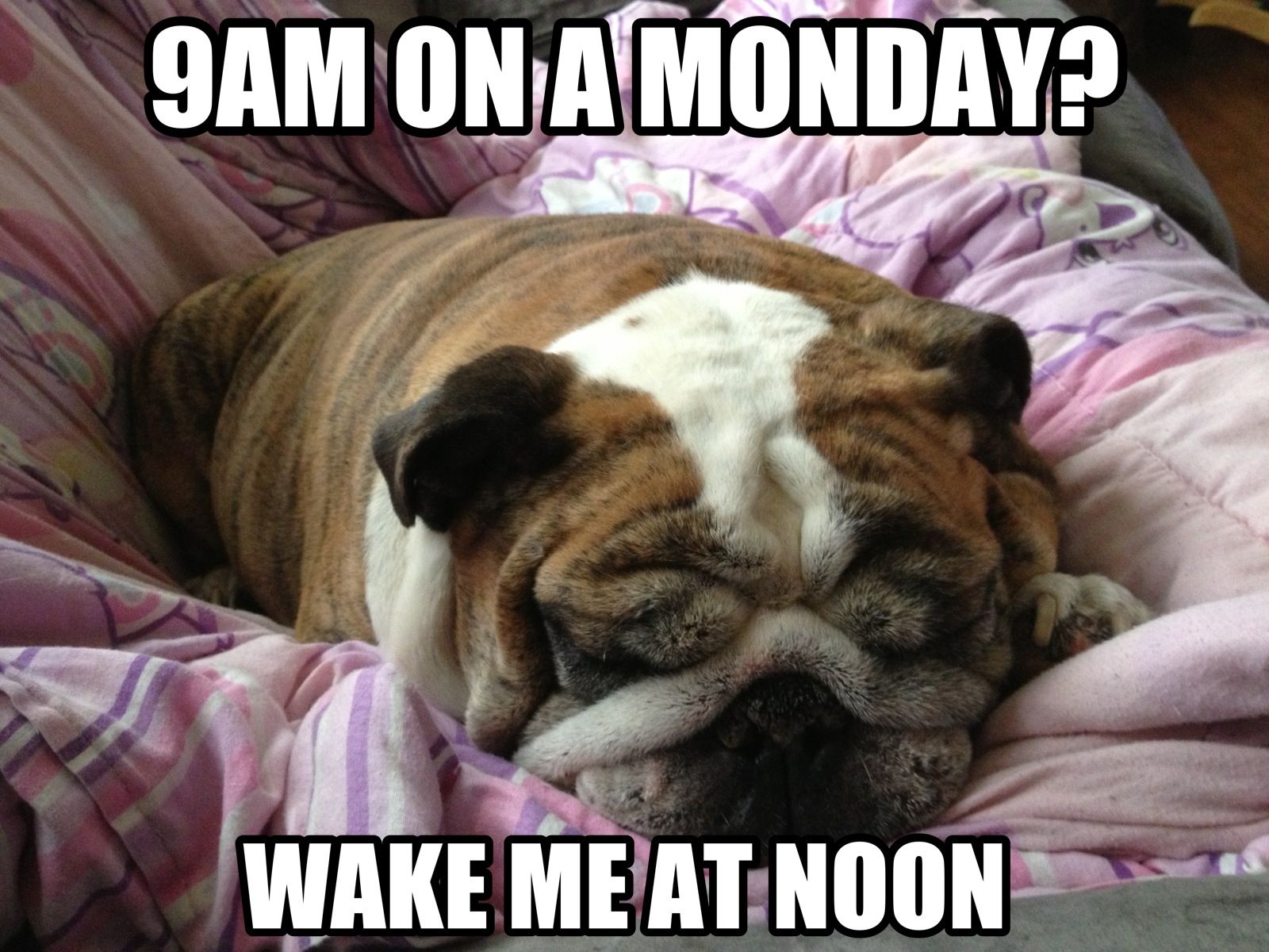 Sleeping Bulldog Funny Bulldog Funny Funny Animals Funny