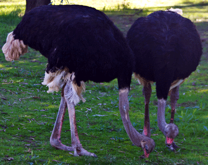 wallpapers Ostrich Gif Cartoon pin on dubbo zoo nsw australia