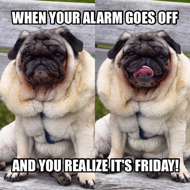 Friday Boo Friday Tgif Pug Puglife Ballofboo Dotheboo