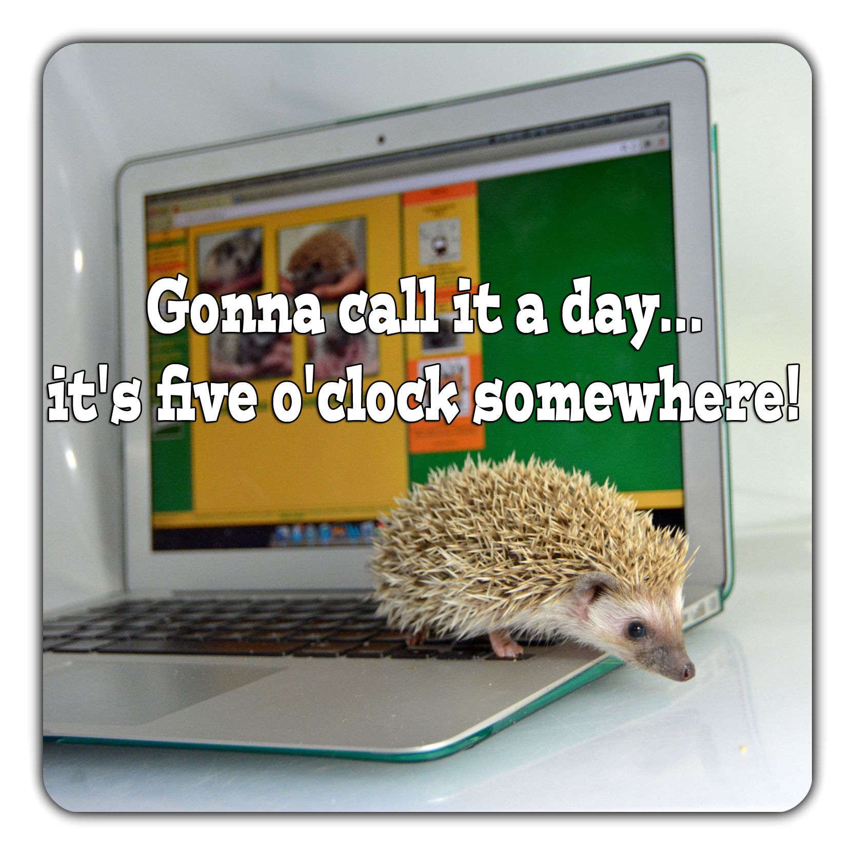 #Hedgehog #Meme #Fiveoclock #Lol #Computer #Millermeade #Breeder #Funny #Hedgehog #Meme #Fiveoclock #Lol #Computer #Millermeade #Breeder #Funny