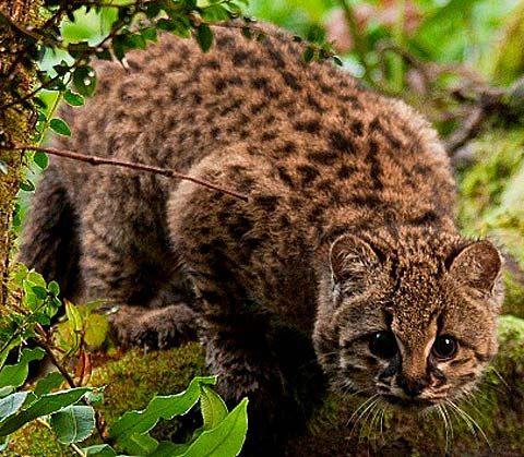 Can Cats And Tigers Breed Yahoo Can Cats And Tigers Breed Yahoo