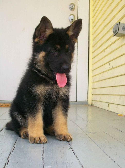 It S Hard To Believe At This Age And Cuteness That This Puppy