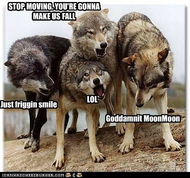 Moon Moon The Wolf Meme Cute Animals Wolf Pictures Funny
