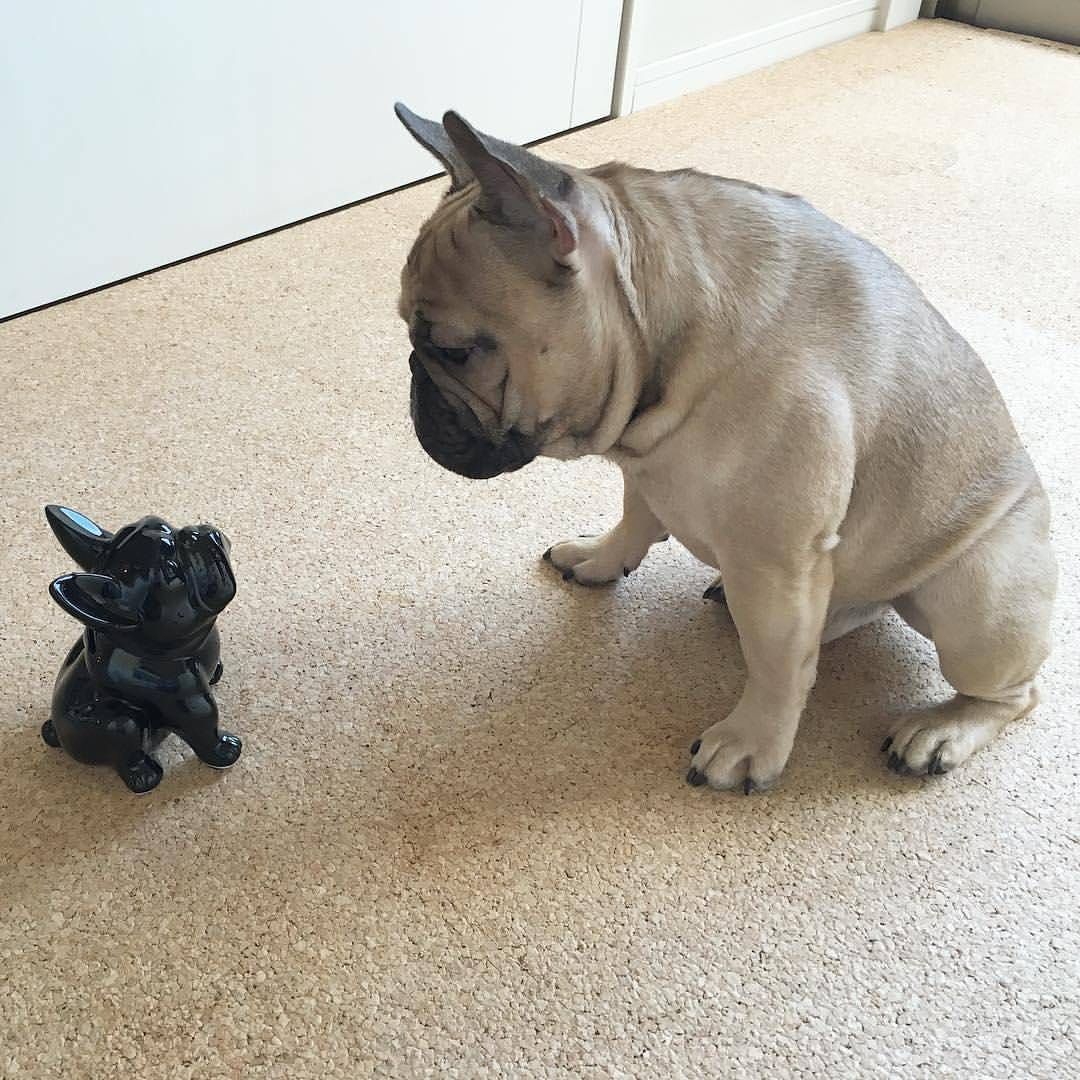 See This Instagram Photo By Frenchie World 16 8k Likes Buldog ブルドッグの子犬 フレンチブルドッグの子犬 パグ 子犬 See This Instagram Photo By Frenchie World 16 8k Likes Buldog ブルドッグの子犬 フレンチブルドッグの子犬 パグ 子犬
